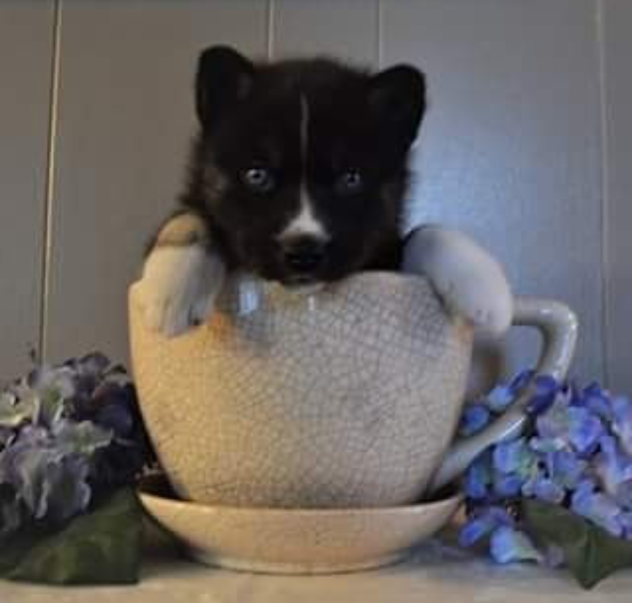 A Husky puppy in a large teacup on top of the table with hydrangea flowers