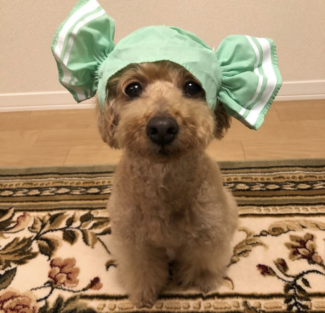 Yorkshire Terrier wearing a green candy headpiece sitting on the carpet
