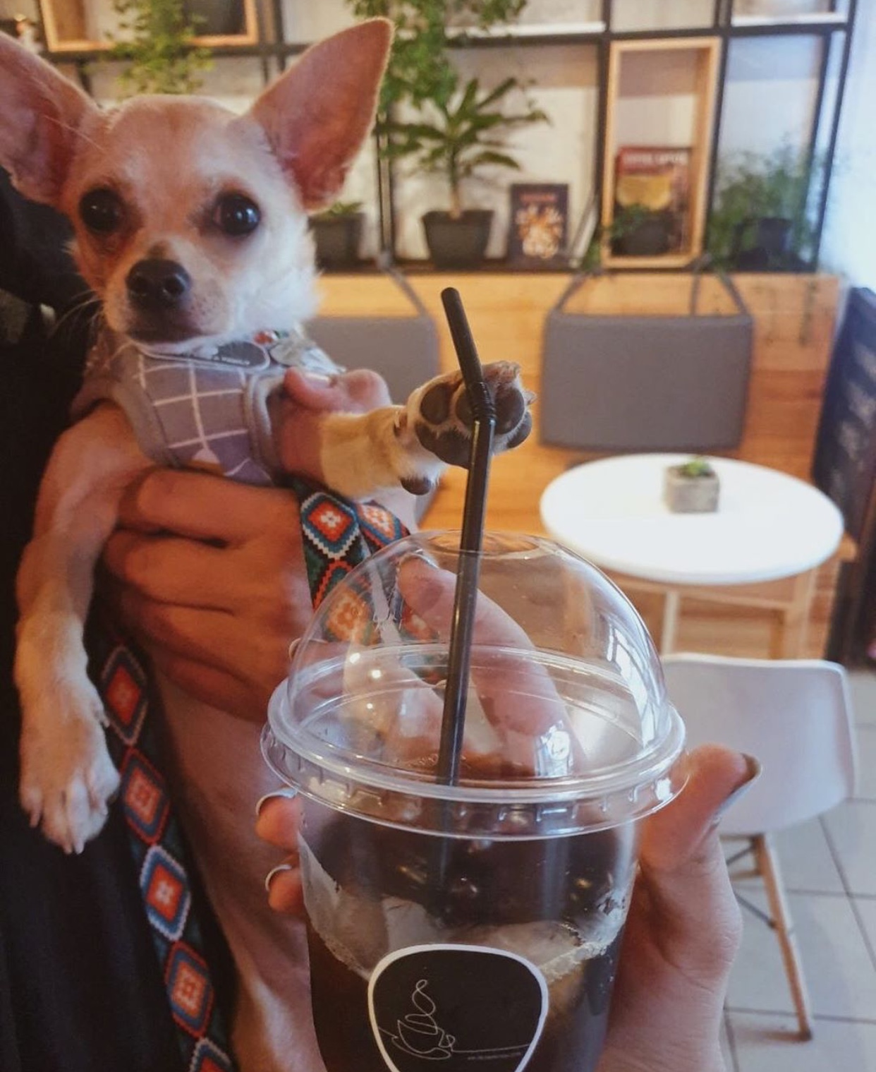 girl holding a cold coffee with a Chihuahua behind