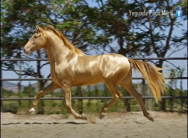 running golden horse