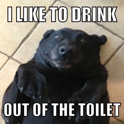 A black Labrador lying on the floor photo and with text - I like to drink out of the toilet