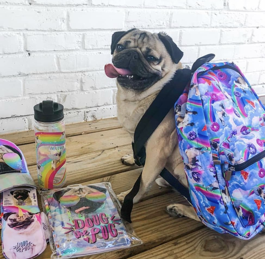 A Pug wearing a back pack designed with clouds, rainbows, and pug sitting on the wooden table next to other items with same design