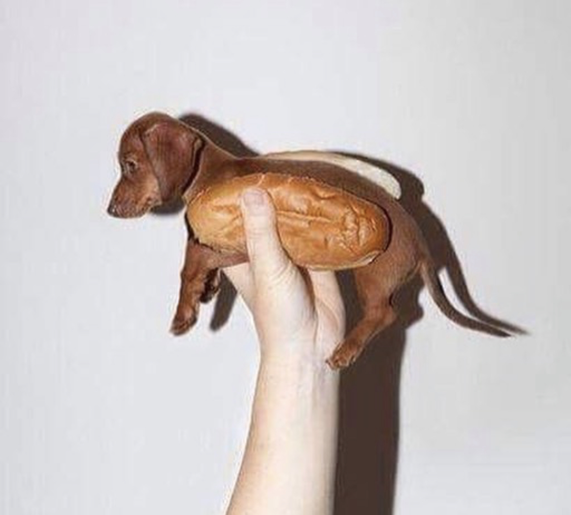 Dachshund puppy in a bun being held by a woman against the white wall