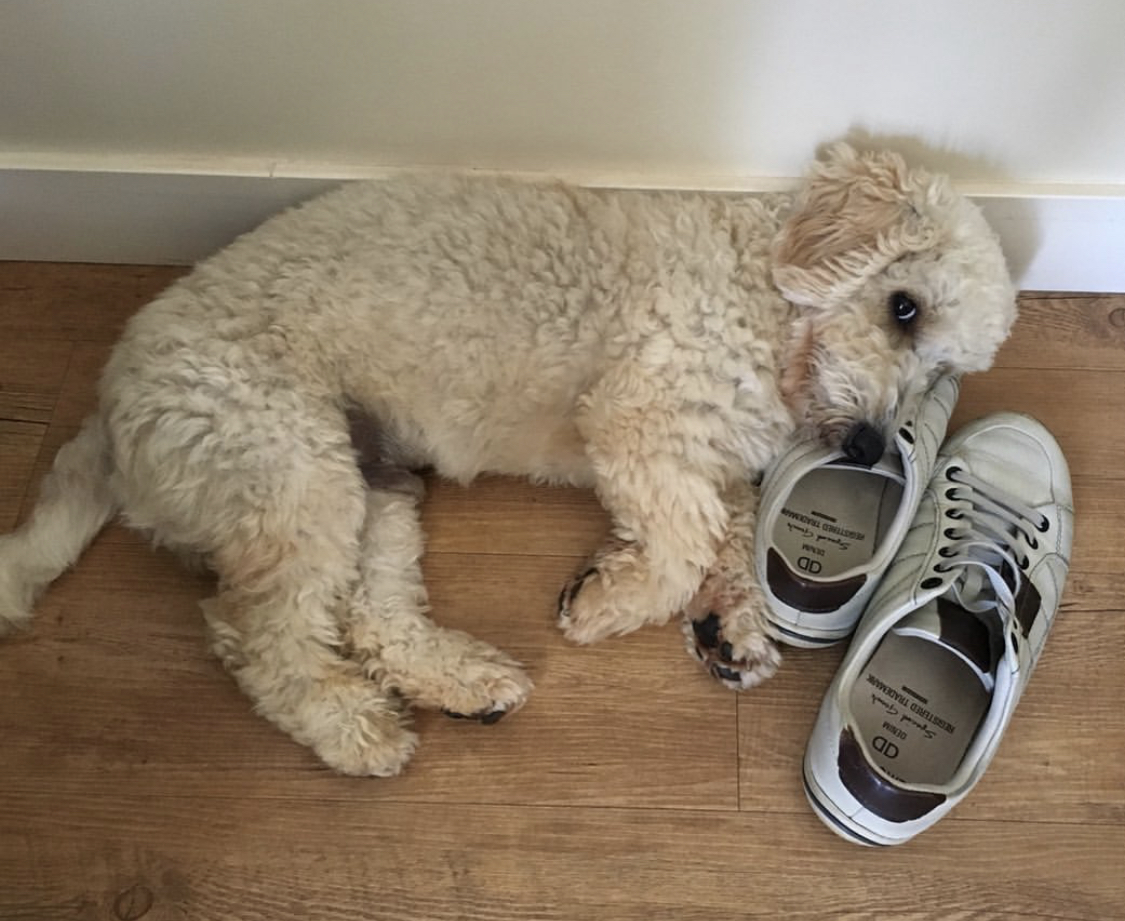 A Poodle lying on the floor with its face on top of the shoe