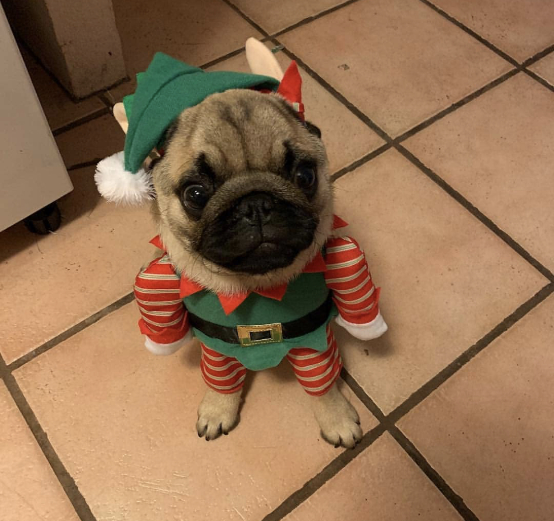 A Pug in its elf costume sitting on the floor