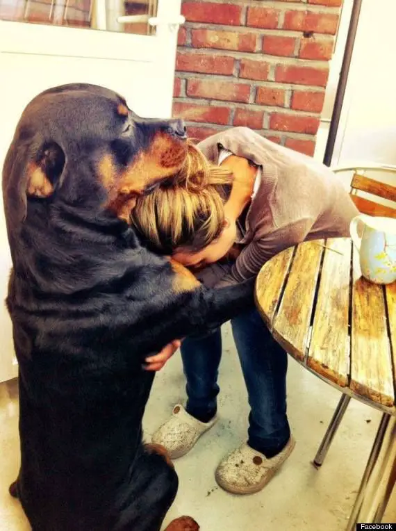 A Rottweiler sitting on the floor while hugging a woman sitting on the chair and leaning towards him
