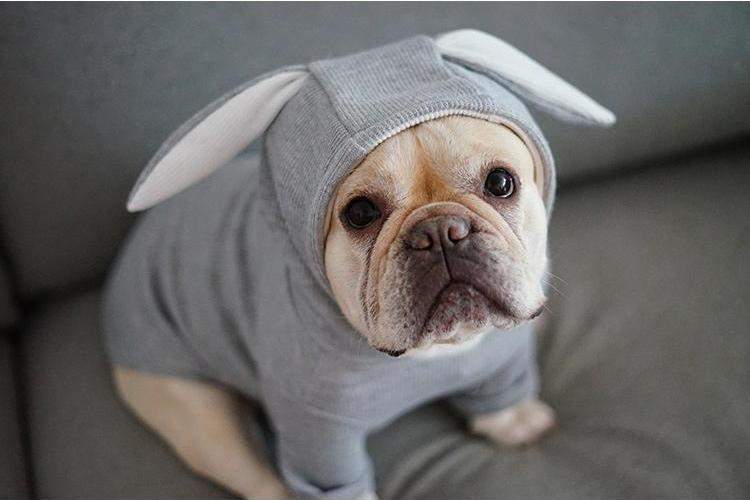 A French Bulldog wearing bunny costume while sitting on the couch
