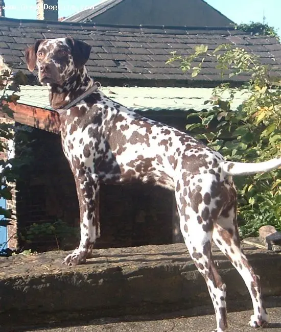 Dalmatian standing on the concrete with its curious expression