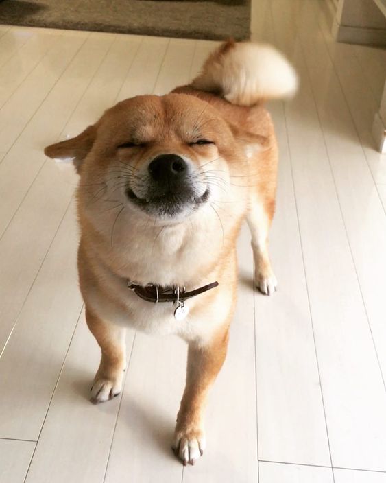 Shiba Inu on the floor smiling with its close eyes