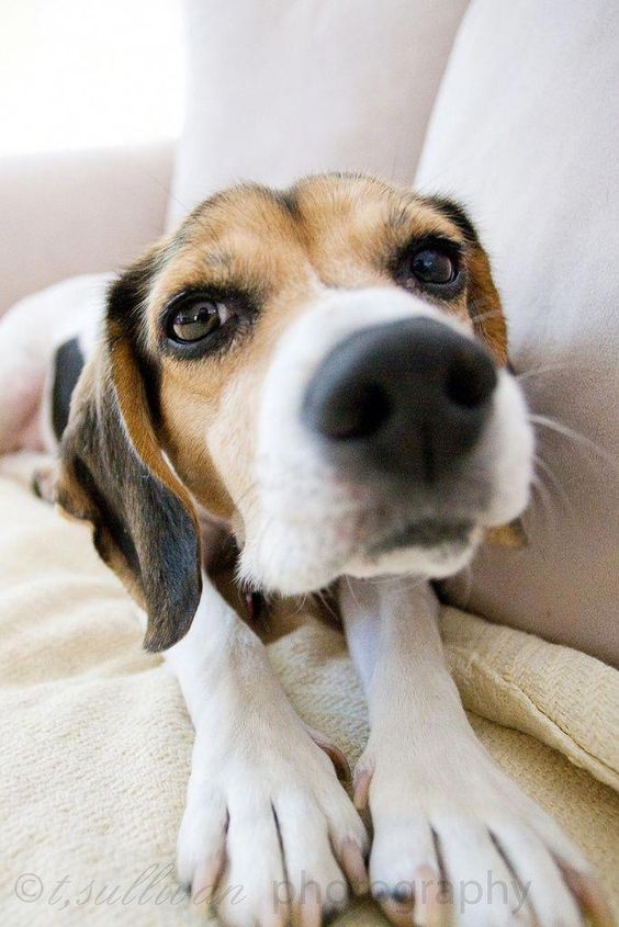 Beagle lying on the couch