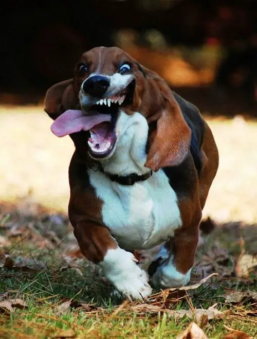A Basset Hound running in the forest with its mouth wide open and its tongue sticking out on the side of its mouth