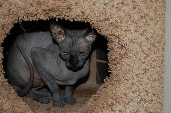 Sphynx Cat sitting inside its cat house