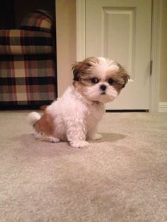 Shih Tzu sitting on the floor