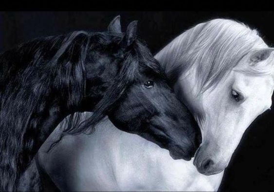 black and white horses