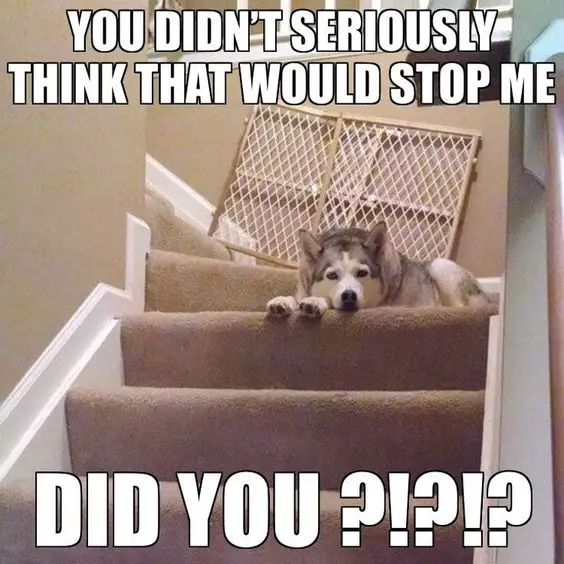 A Husky lying in the stairway photo with text - You didn't seriously think that would stop me, did you?!?!
