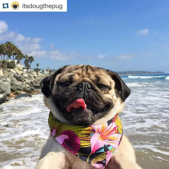 Pug at the beach wearing a floral scarf
