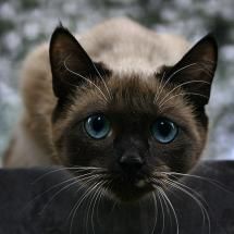 Siamese Cat focusing