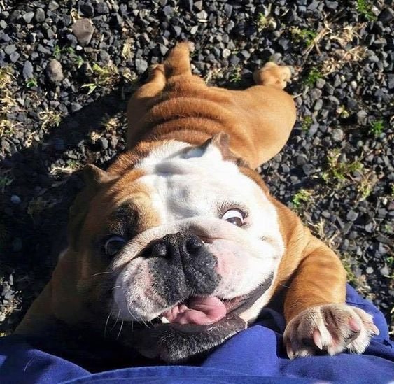 English Bulldog with a silly face jumping on its owner