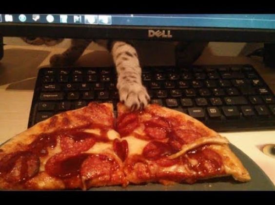 A Bengal Cat behind the monitor with its paw reaching out to the pizza