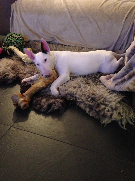 English Bull Terrier lying on the floor on top of the carpet with its big bone