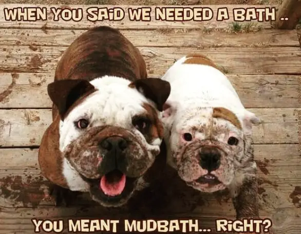 two Bulldog with dirt on their feet and faces standing on the wooden floor and with text - When you said we needed a bath.. you meant mudbath... right?