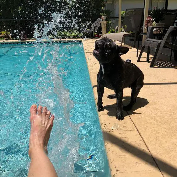 A French Bulldog standing by the pool while a man is splashing water