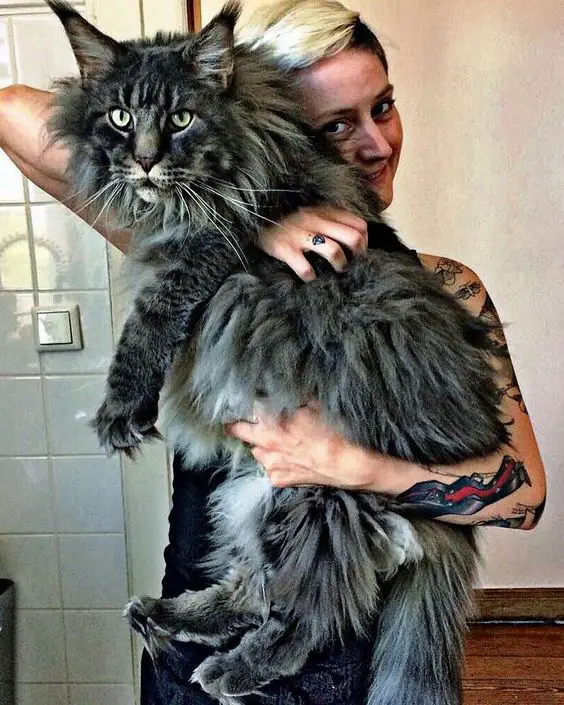 girl hugging its black Maine Coon Cat