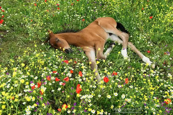 brown horse lying on the field of flowers