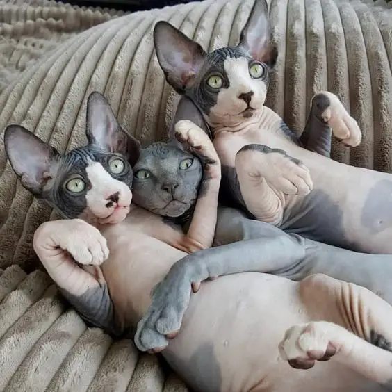 three Sphynx Cats lying on the bed with their wide eyes