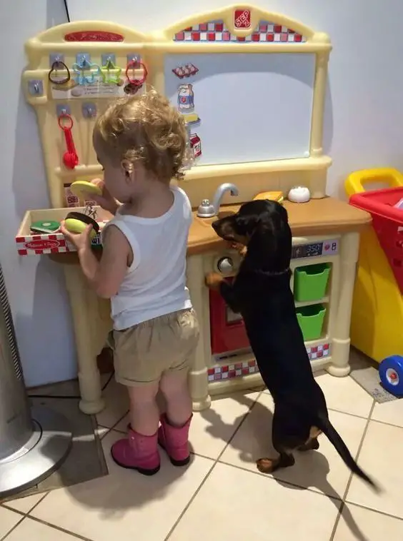 A Dachshund standing up towards the mini kitchen while a toddler is play cooking