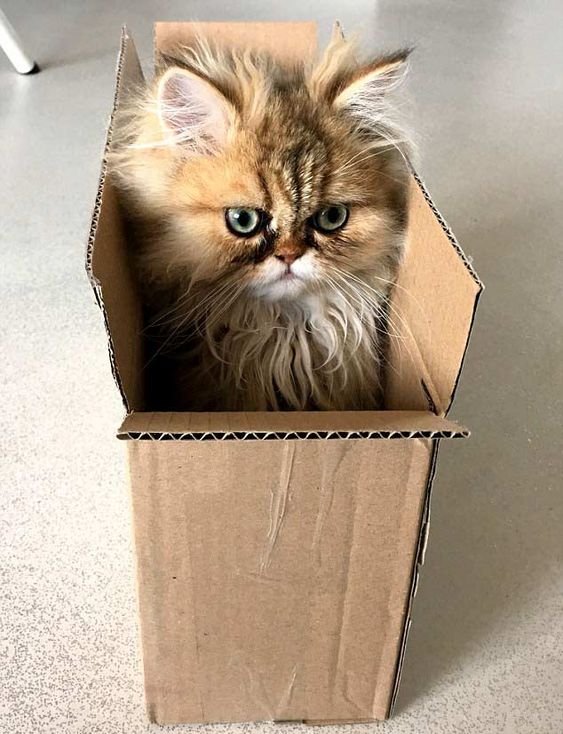Persian Cat inside a cardboard box