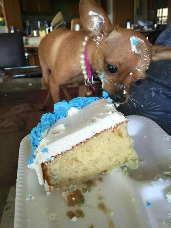 Chihuahua eating cake