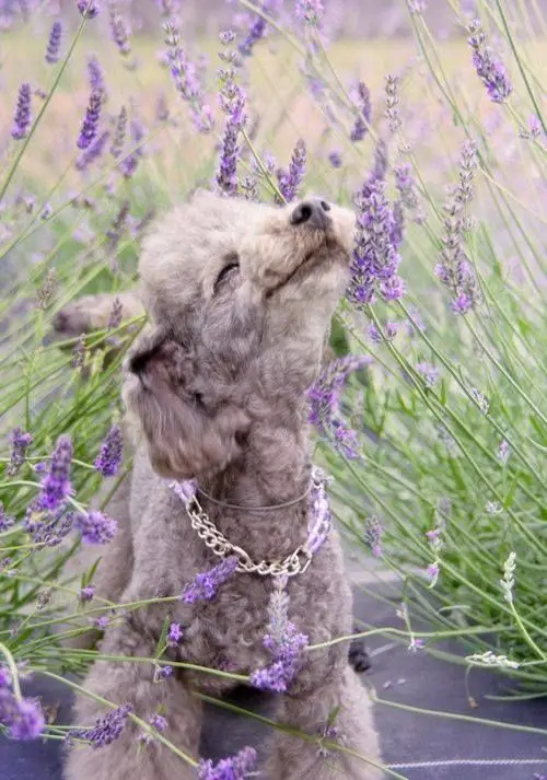 Poodle smelling the lavenders in the field while lying down