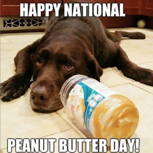A Labrador lying on the floor behind the an empty peanut butter and with text - happy national peanut butter day!