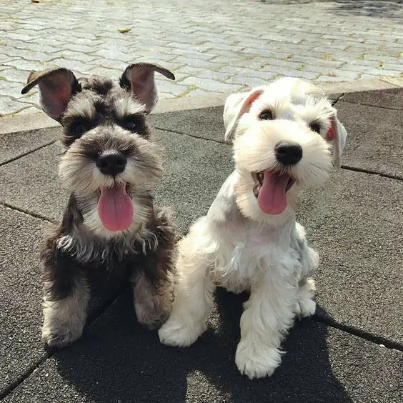 two Schnauzer sitting on the pavement while smiling