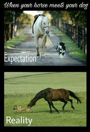 Funny Horse Meme with expectation vs reality of 