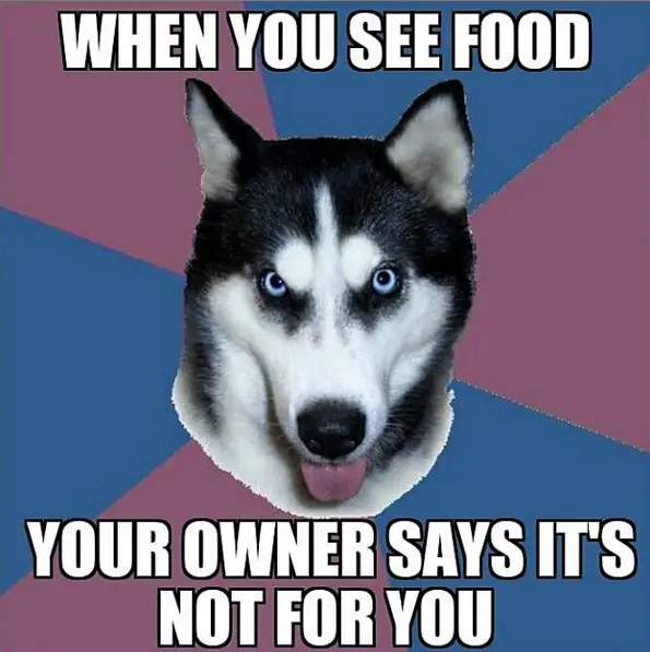a Husky staring down while sticking its tongue out and with text - when you see food you owner says it not for you