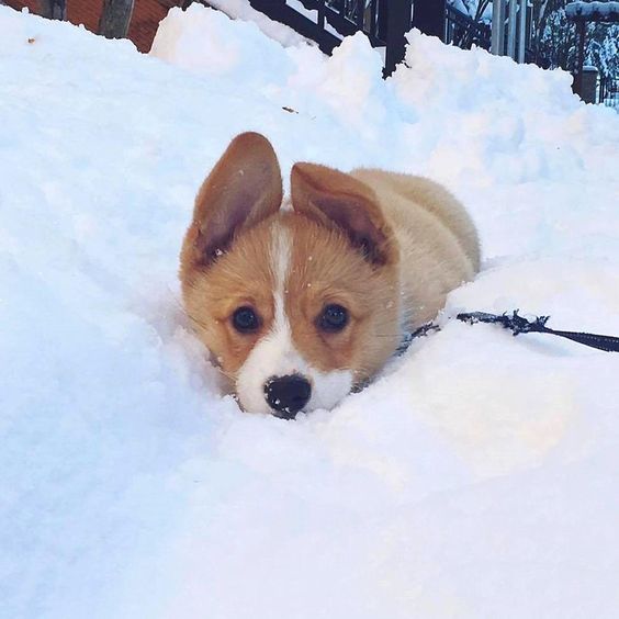 Corgi puppy lying in the snow