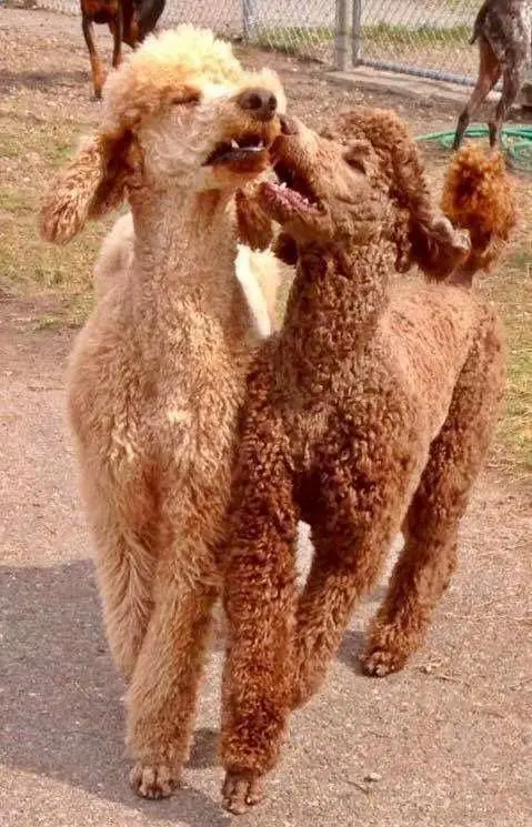 two Poodles playing at the park