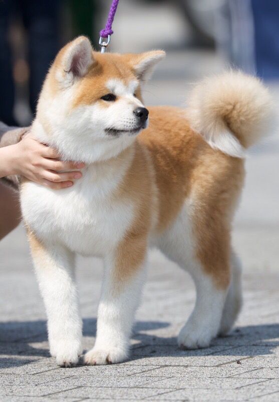 An Akita Inu standing on the pavement