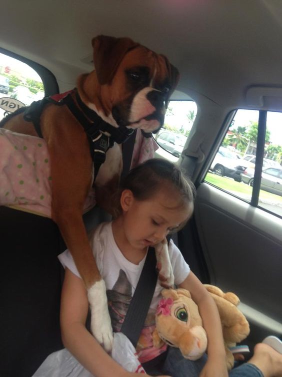 a girl sitting in the backseat with a boxer dog leaning behind her