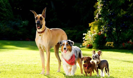 Great Dane at the park with other dogs