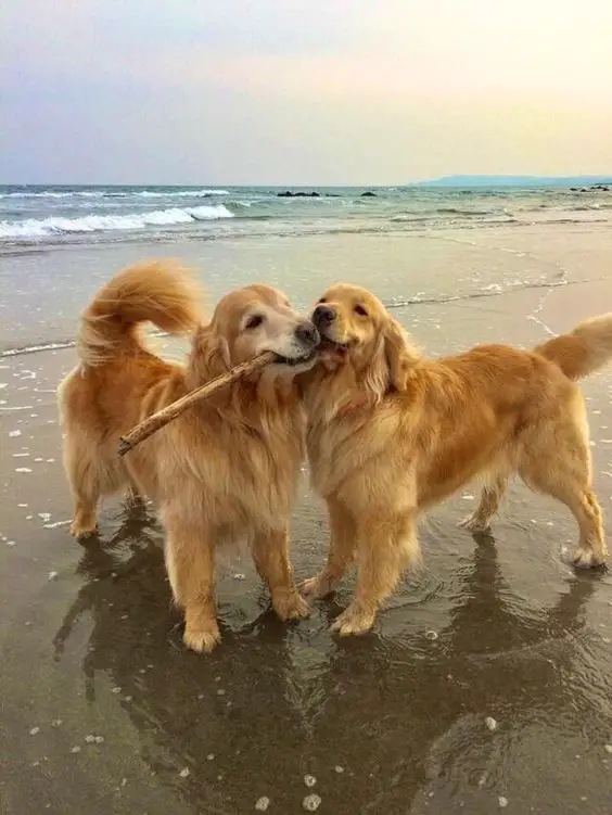 two Golden Retriever sharing a stick while standing by the seashore on a sunset