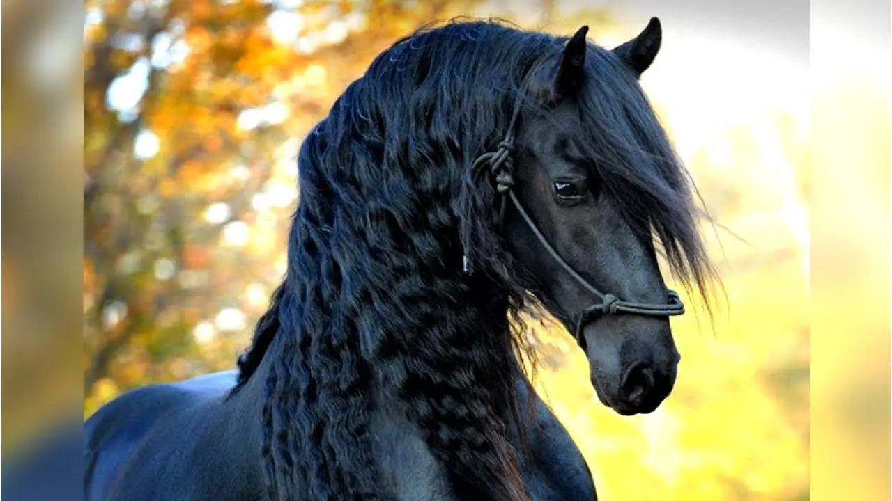 black horse with curly black hair