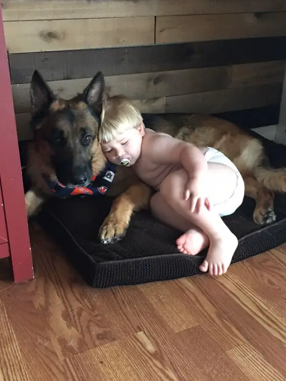 a German Shepherd lying on the bed with a kid sleeping next to him
