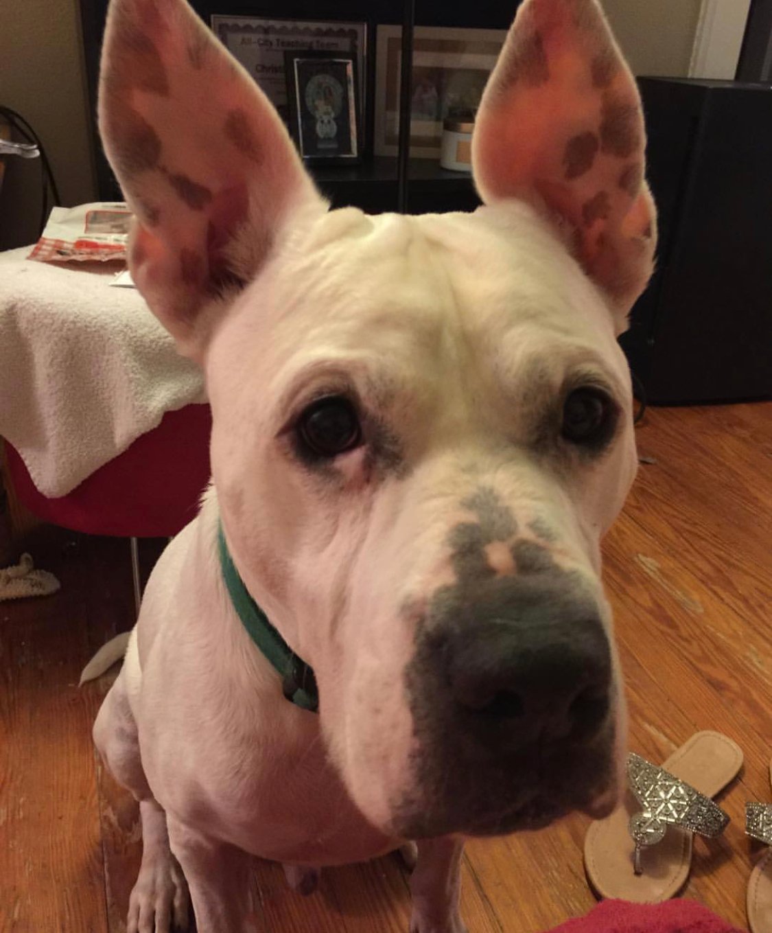 Doberman Shepherd sitting on the floor with its begging face