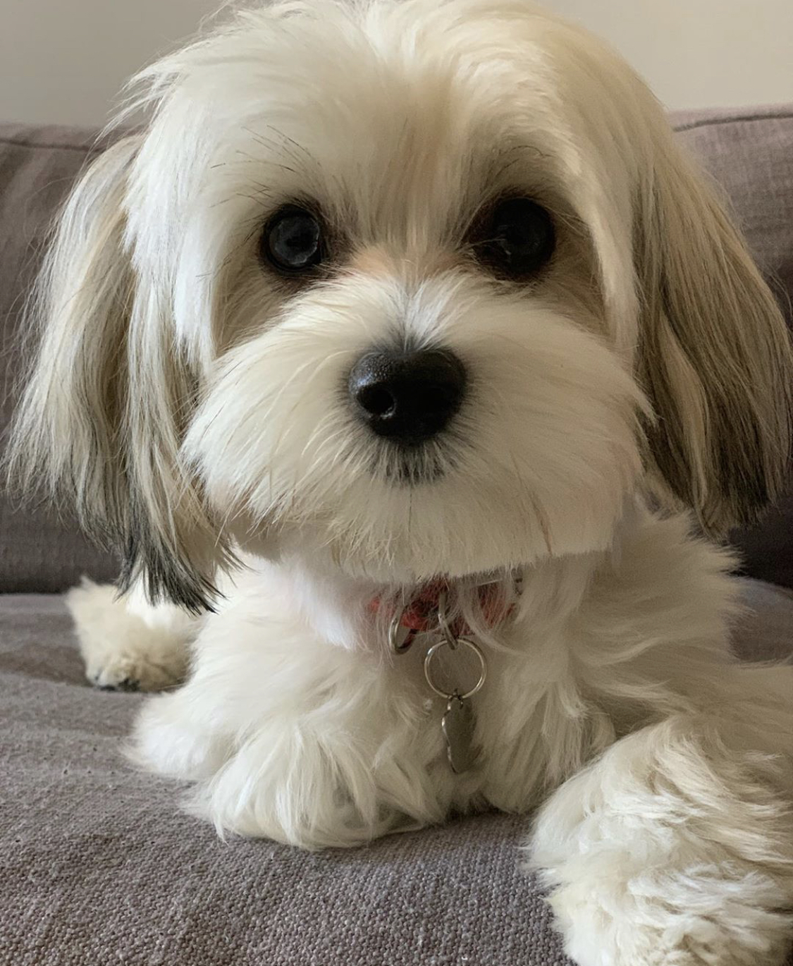 A white Morkie lying on top of the bed