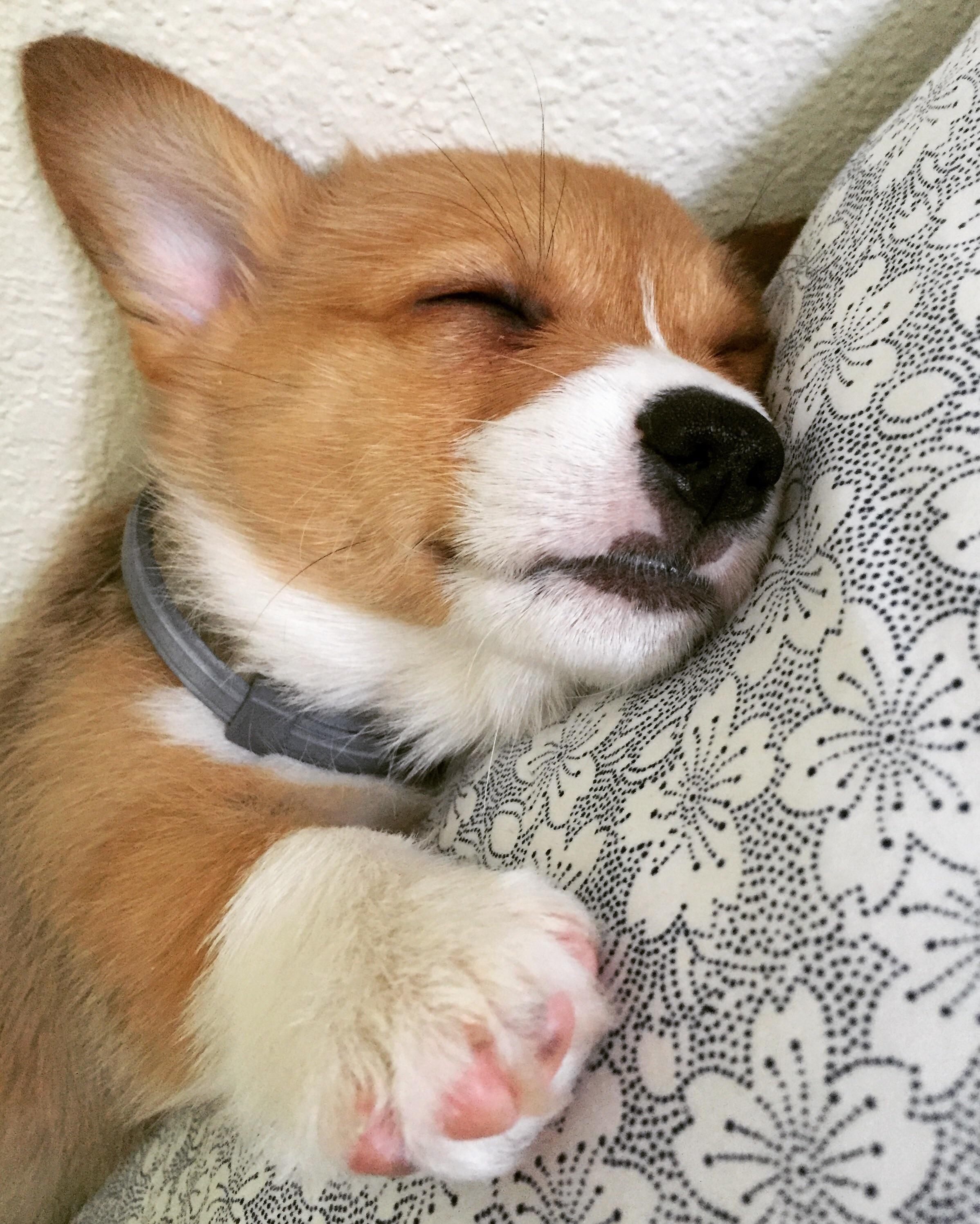 sleeping Corgi puppy