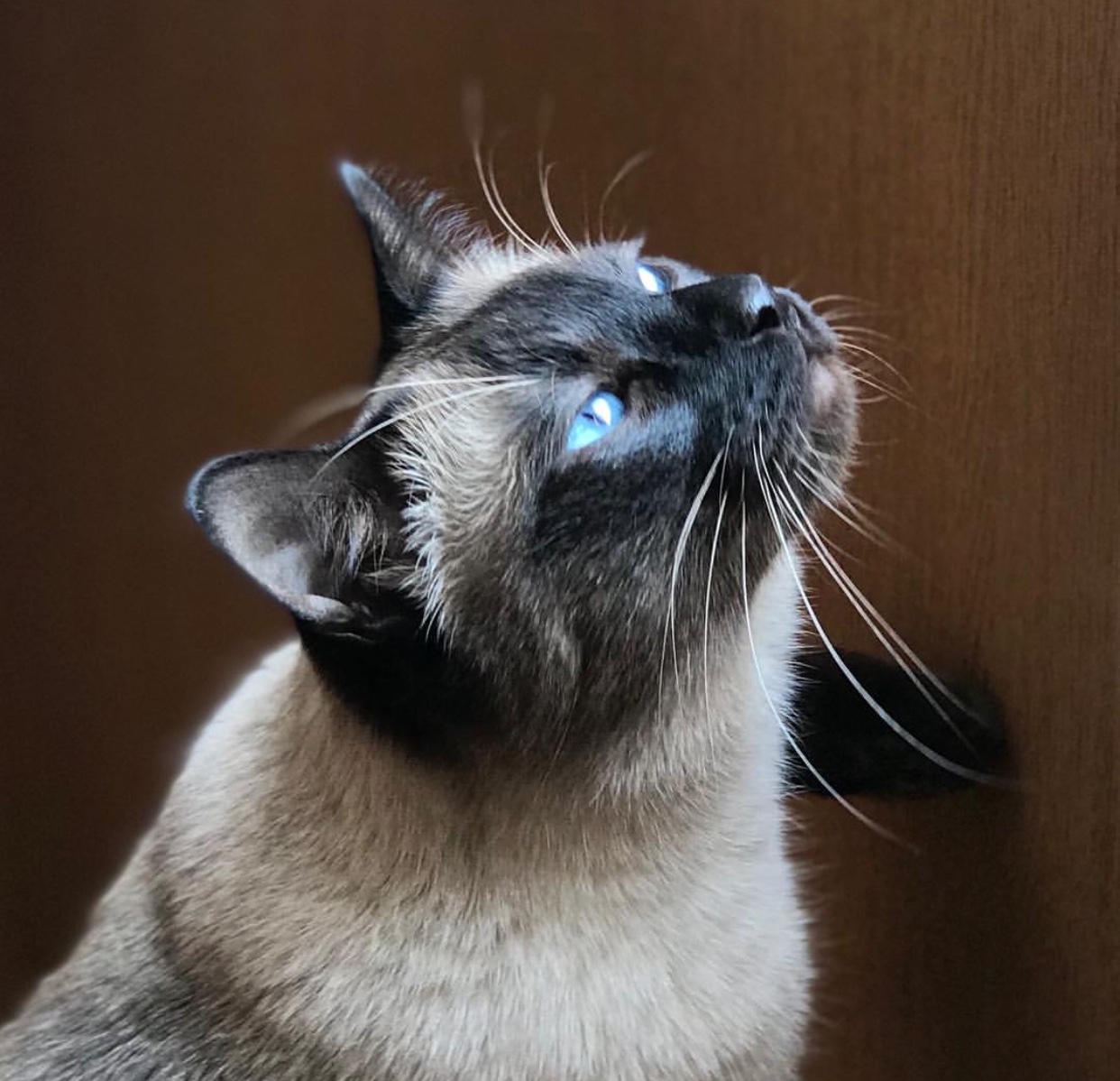 Siamese Cat looking up under the sunlight
