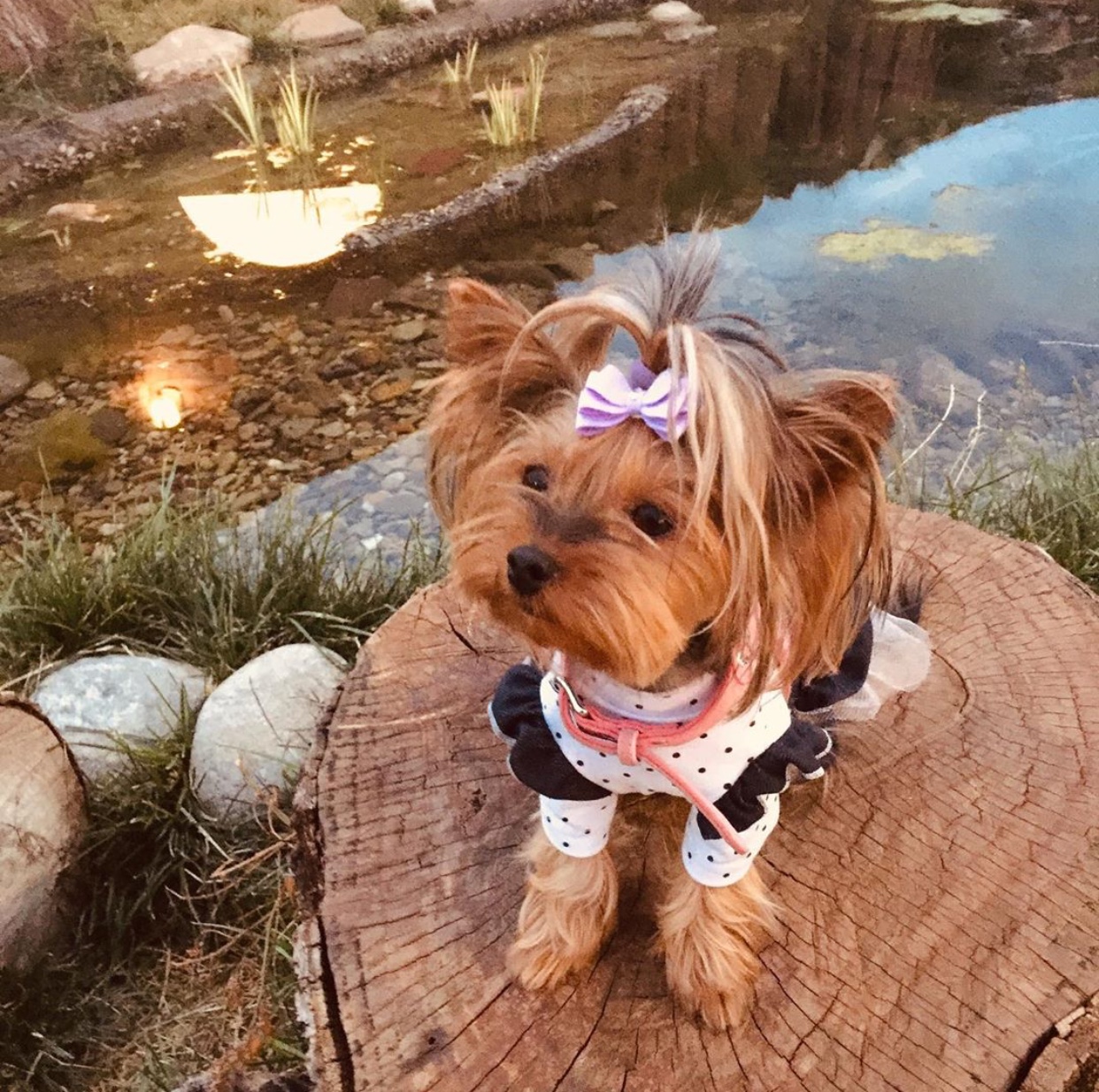 A Yorkshire Terrier wearing a cute dress while sitting on top of the chopped wooden trunk by the lake